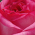 Belo - roza - Vrtnica čajevka - Kordes' Perfecta®